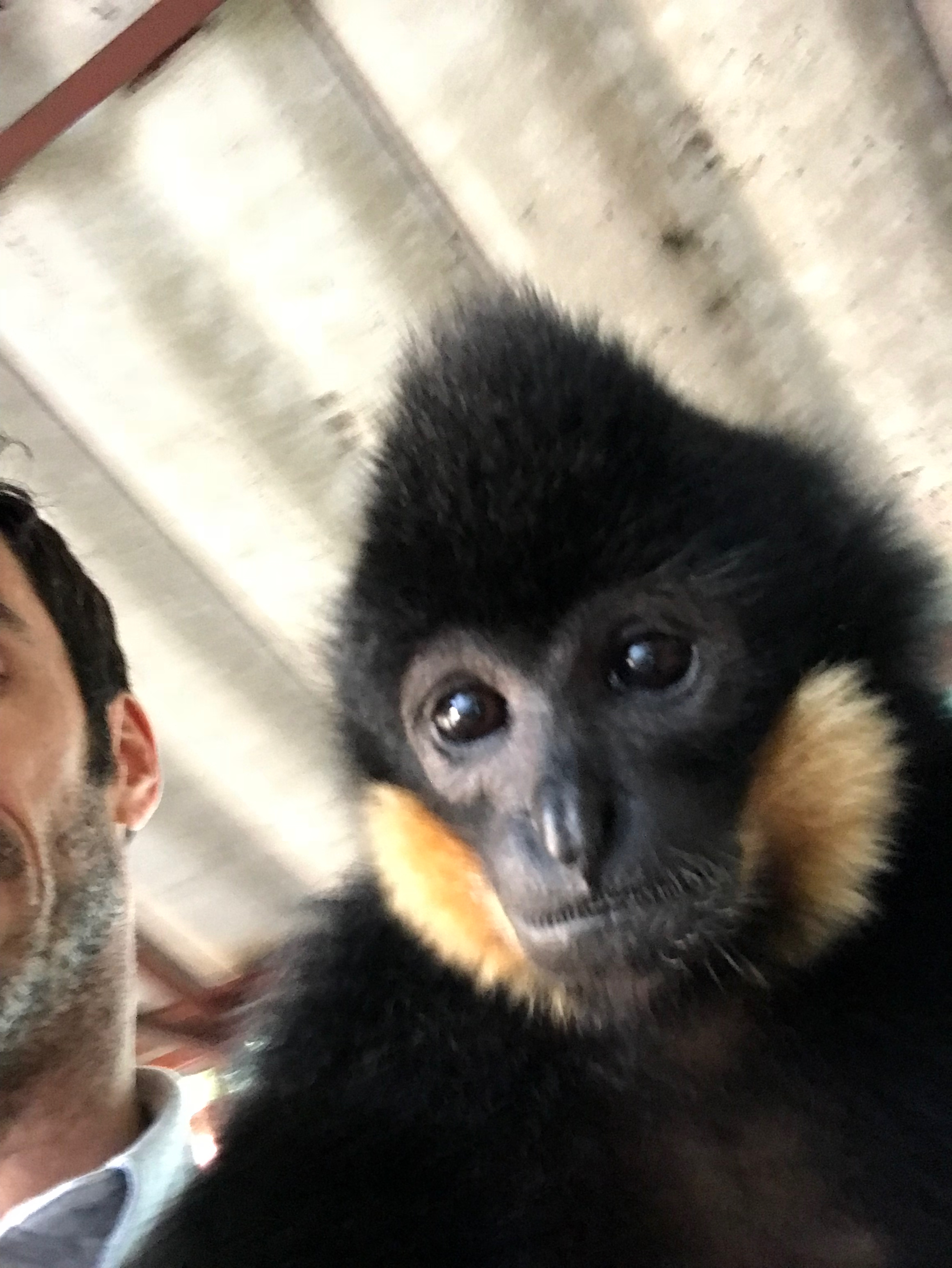 Boy the gibbon drinking from a baby bottle, 2017, Vientiane
