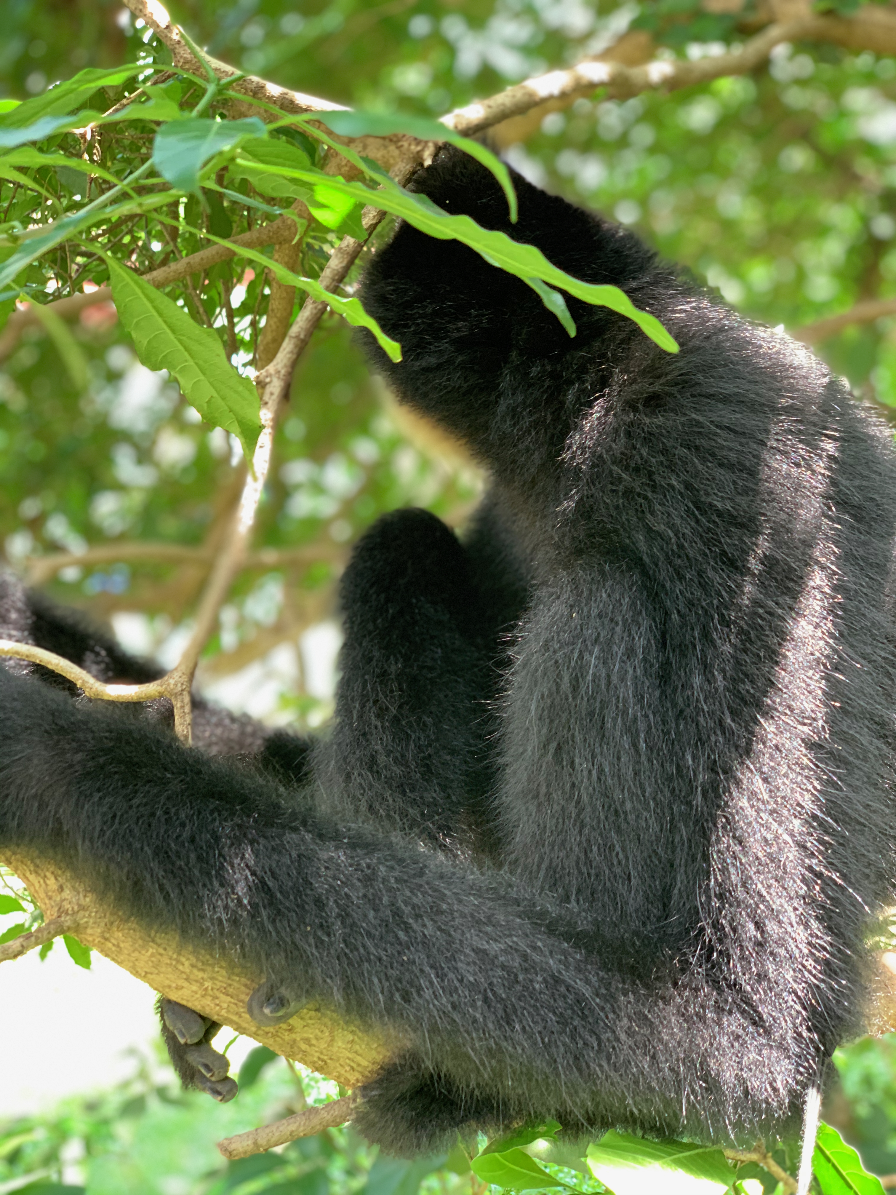 Boy the gibbon perched on Jean-Paul's shoulder, June 2019