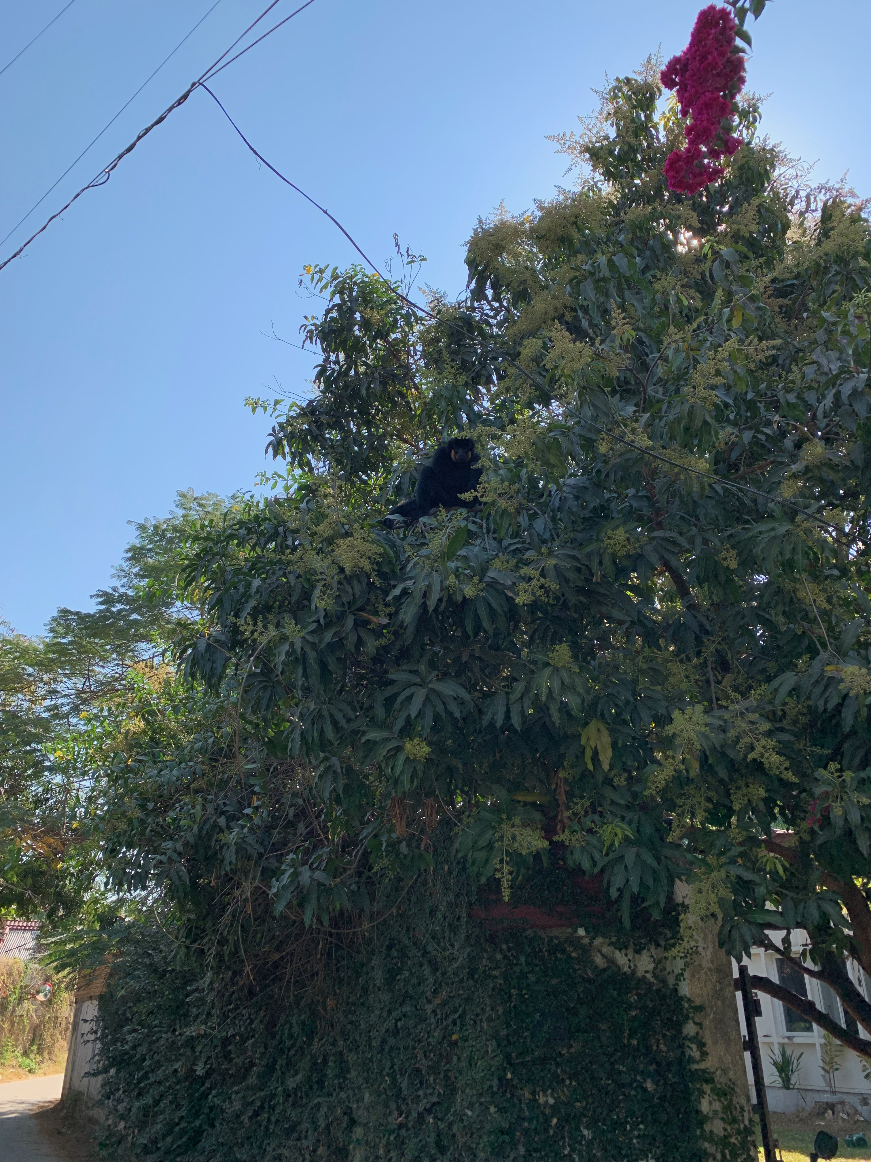 Boy the gibbon swinging from the roofline, June 28 2020, Vientiane