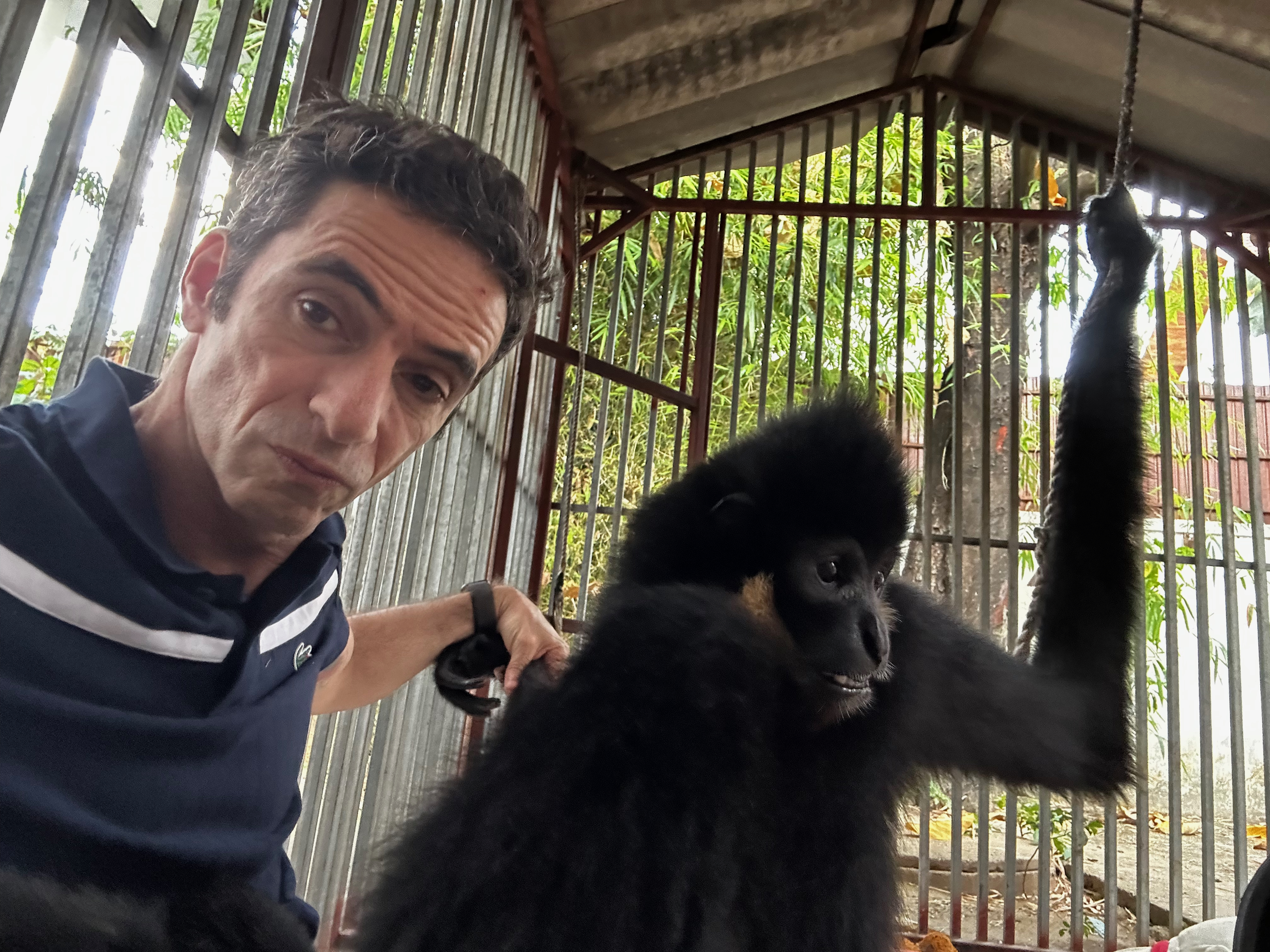 Boy the gibbon sitting inside a car at Sisattanak, Vientiane, March 2026